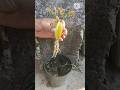 Growing Star Fruit Plant From Star Fruit How To Grow Star Fruit Plant From Star Fruit Shorts 