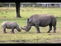 Rhino vs Baby Rhino Deadliest Fight Ever - Nat Geo Wild