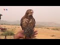Eagle hunting in fata pakistan