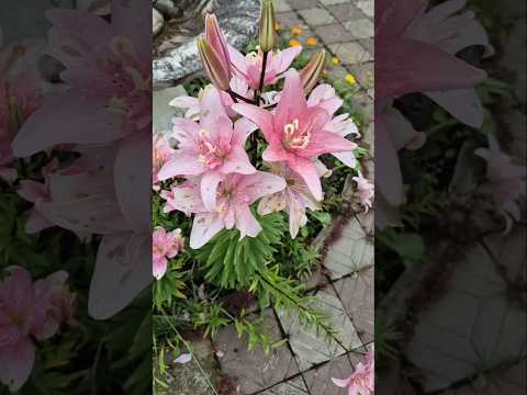Красота 🌺 Сад после дождя ☔️ 🏵#сад #дача #цветы #garden #flowers #lovely #красота #nature #природа