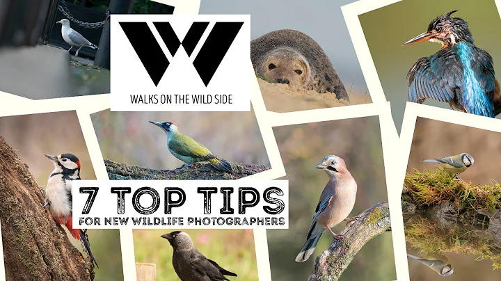 7 Top Tips For New Wildlife Photographers