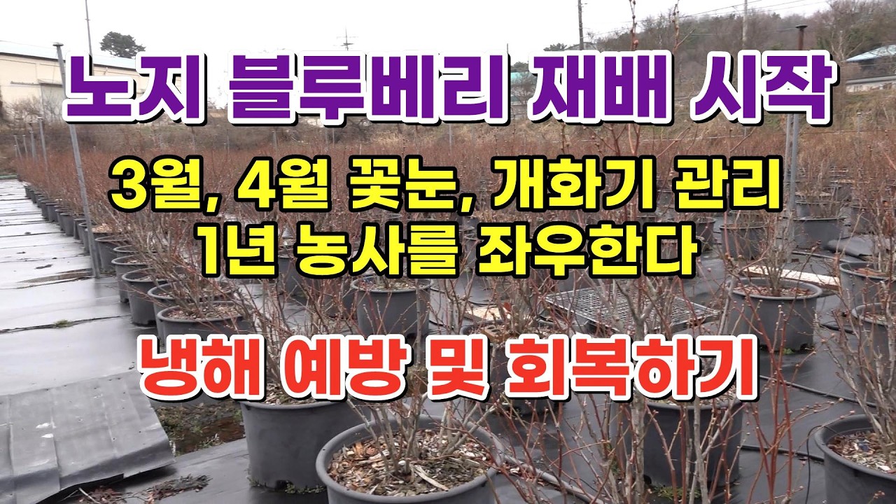 노지블루베리 재배 시작, 냉해 예방 및 회복하기