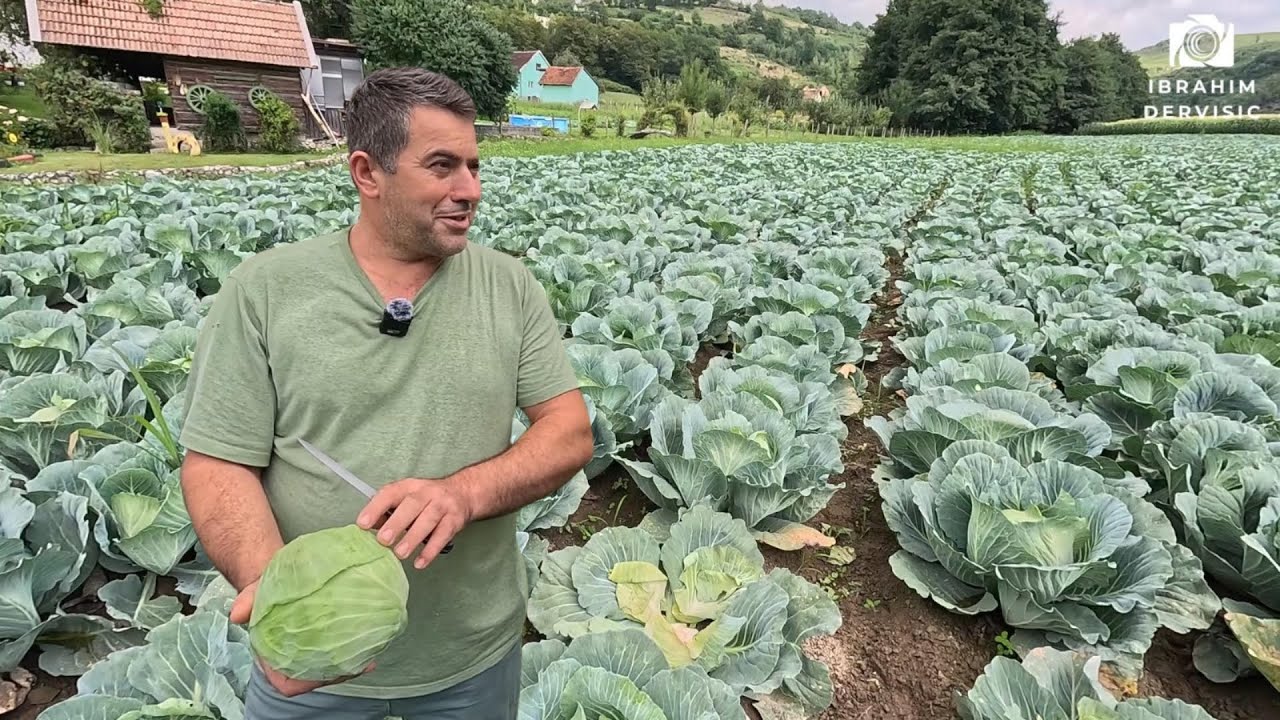 Nevjerovatan prinos kupusa iz prvog pokušaja – preko 8 tona!