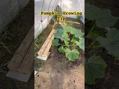 Don't Smash the Plants Tip !
