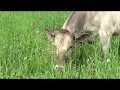 Как пасутся наши коровы на пастбище