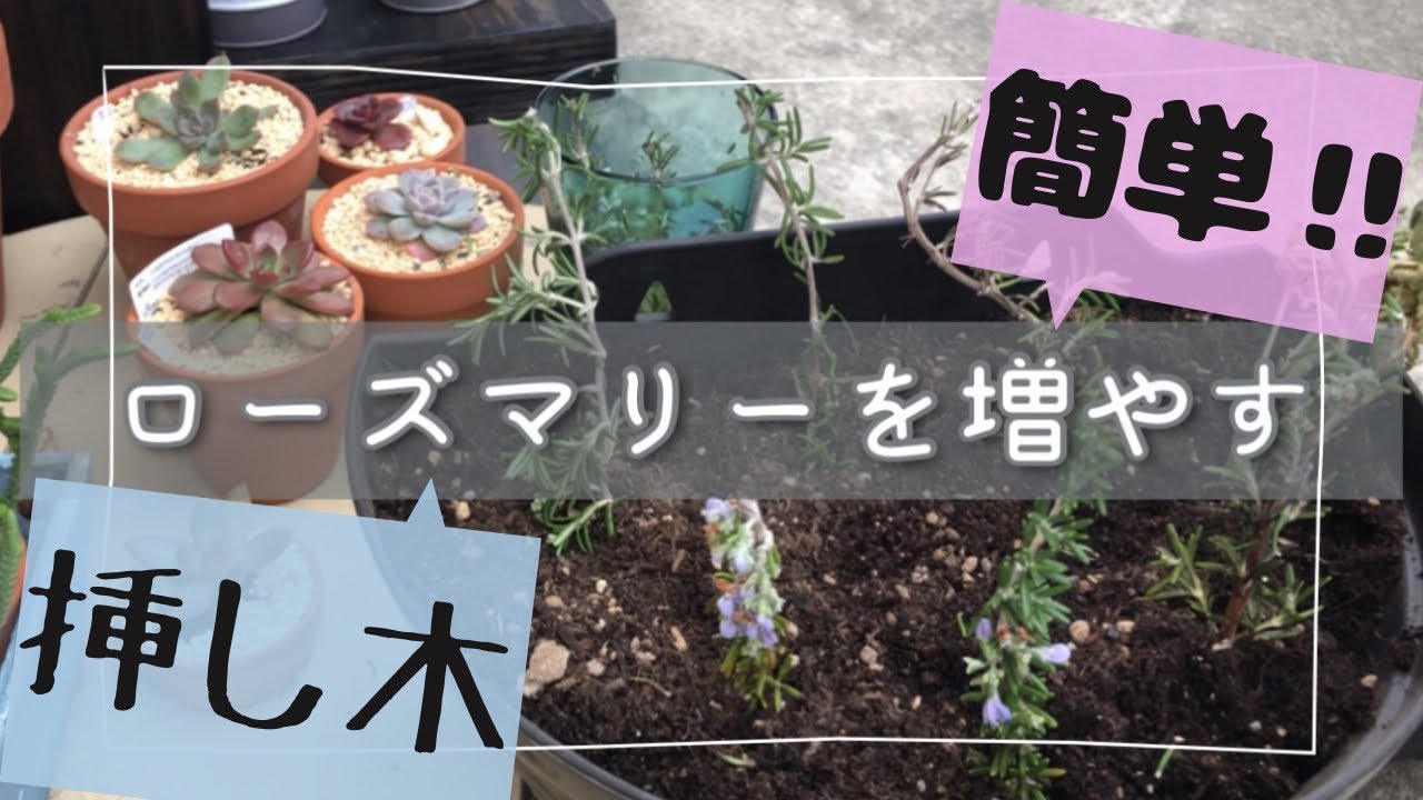 多肉の学校 ローズマリーを増やす Youtube