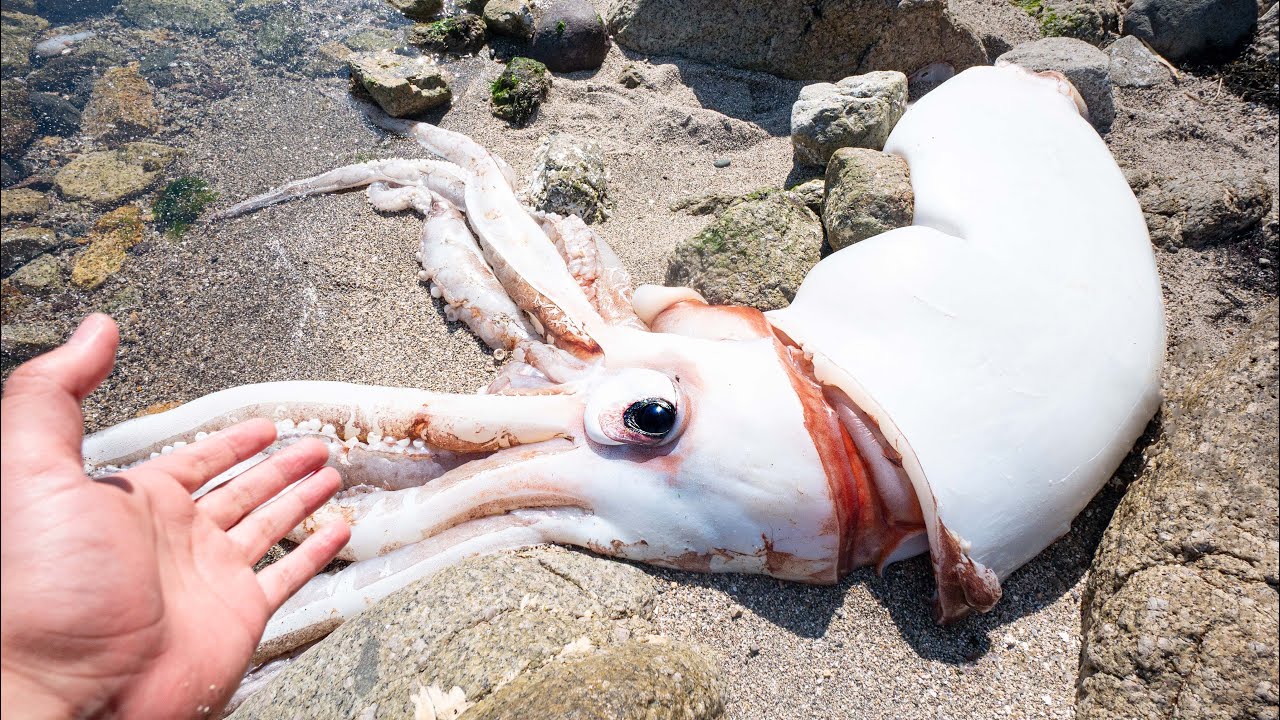 Amazing creature that eats giant squid carcasses - YouTube