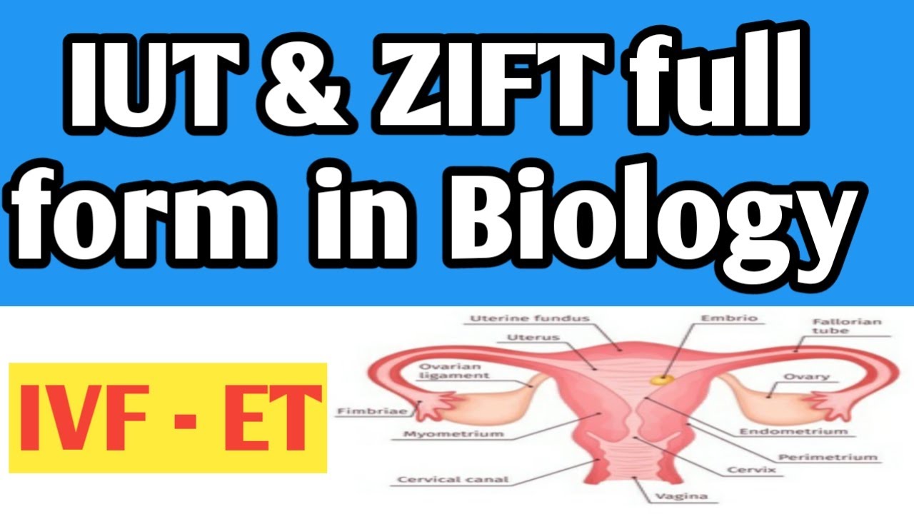 IUT ZIFT Full Form In Biology In Hindi IVF ET IUT ZIFT iut-zift-full-form-in-biology-in-hindi-ivf-et-iut-zift