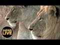 safariLIVE - Sunrise Safari - August 24, 2019