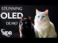 OLED Demo HDR, 60 fps, Stunning Colors (4K/8K TV)