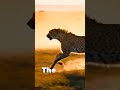 Capture de la vidéo Speed Showdown: A Cheetah's  Epic Chase Of A Horse #Speedcat #Superchase #Wildlife