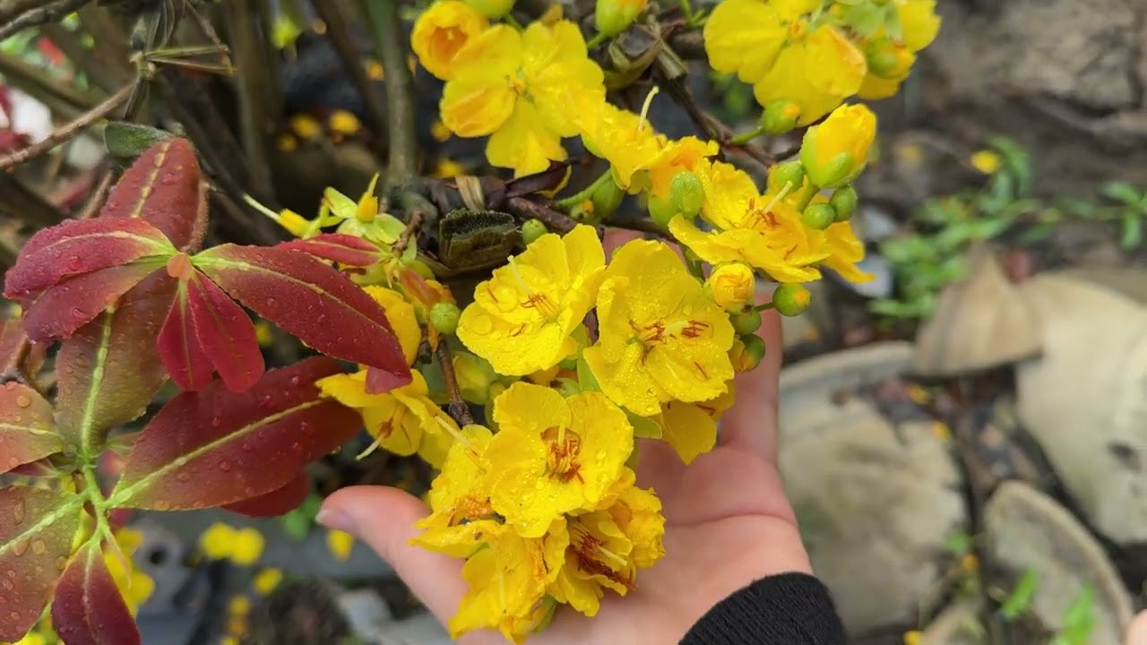 Gl giảo đồng tiền nụ hồng (0985617029)