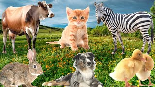 Cute little animals Sounds Of Cat,Cow, Rabbit, Zebra,Dog, Little Chicken And Others Animals Sounds