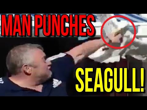 Man Punches Seagull Trying To Steal His Food