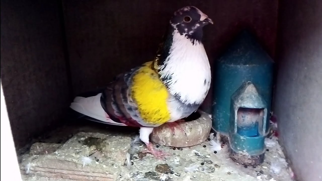Un día en el palomar 👍❤️. palomos deportivos | cullera Valencia |