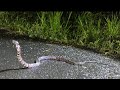 SERPIENTES DE COSTA RICA - Sibon nebulatus | Rescates de serpientes