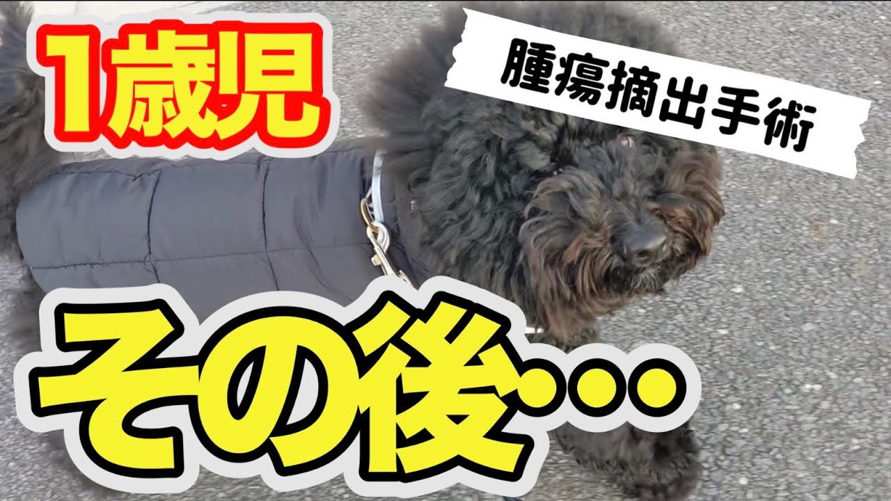 【補足】前回の動画(腫瘍手術)で言葉足らずだったこと…。【ミディプー】