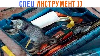 МУРЧАТЕЛЬ-3000 ))) | Приколы с котами | Мемозг 1400