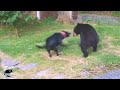 Медведь Такого не Ожидал / Редкие Случаи с Животными Снятые на Камеру