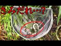 【10万匹に1匹】突然変異の激レア絶滅危惧種が我が家にやって来たので飼育しようとした結果…