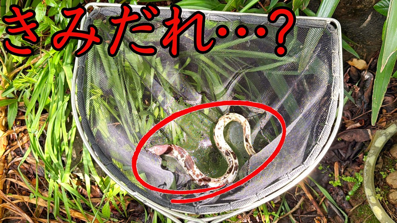 タヌキウナギ One in 100,000] A super rare, endangered species that mutated into