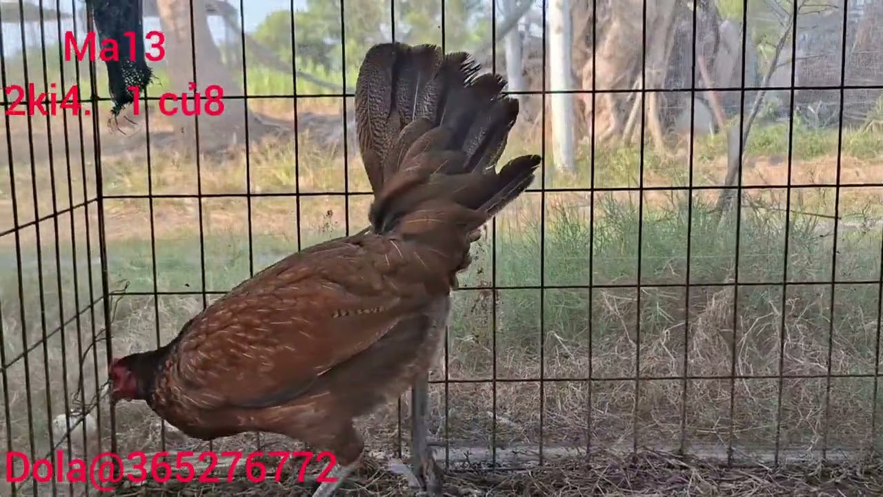 Thiem gamy top 22bé ngay 2thang 2 ae xem ung ola