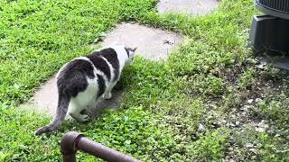 My Cat Stalking a Dragonfly