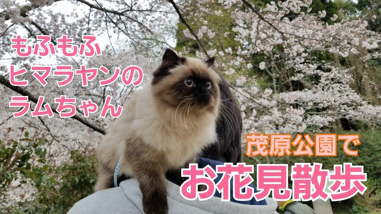 もふもふ ヒマラヤンのラムちゃんとお花見散歩in茂原公園 Youtube もふもふ ヒマラヤンのラムちゃんとお花見散歩in茂原公園 Youtube
