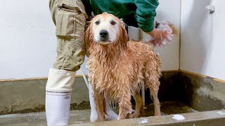 普段破天荒な犬が感情をなくしてしまった瞬間【飼育員が教える大型犬のシャンプー方法】