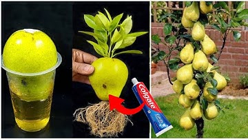 How To Grow Pear Trees From Seed | How to grow pears tree from pear fruit #gardening #peartree