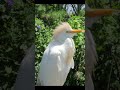 Beautiful white bird  naturelax