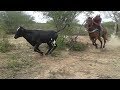 Treino do gado na catinga-campo sítio novo -25/02/2018