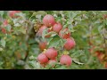 Made in Virginia - Glaize Orchards / White House Foods / William's Orchard
