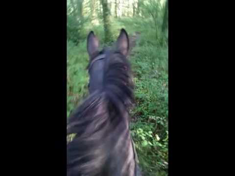 Our yearling ace out and about with Bryony