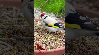 Bird Aviary | Finches | Softbills | Aviary Birds screenshot 2