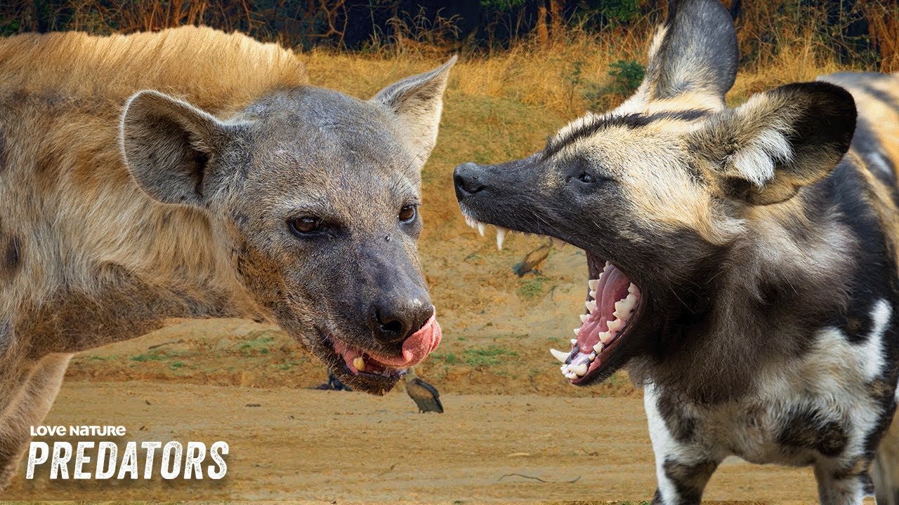 Wild Dogs Bite Hyena Trying To Steal Their Kill Pack Vs Pride 203 wild-dogs-bite-hyena-trying-to-steal-their-kill-pack-vs-pride-203