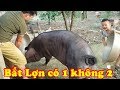 Cách bắt lợn có một không hai - Cao thủ bắt lợn - Hello Bin ♥