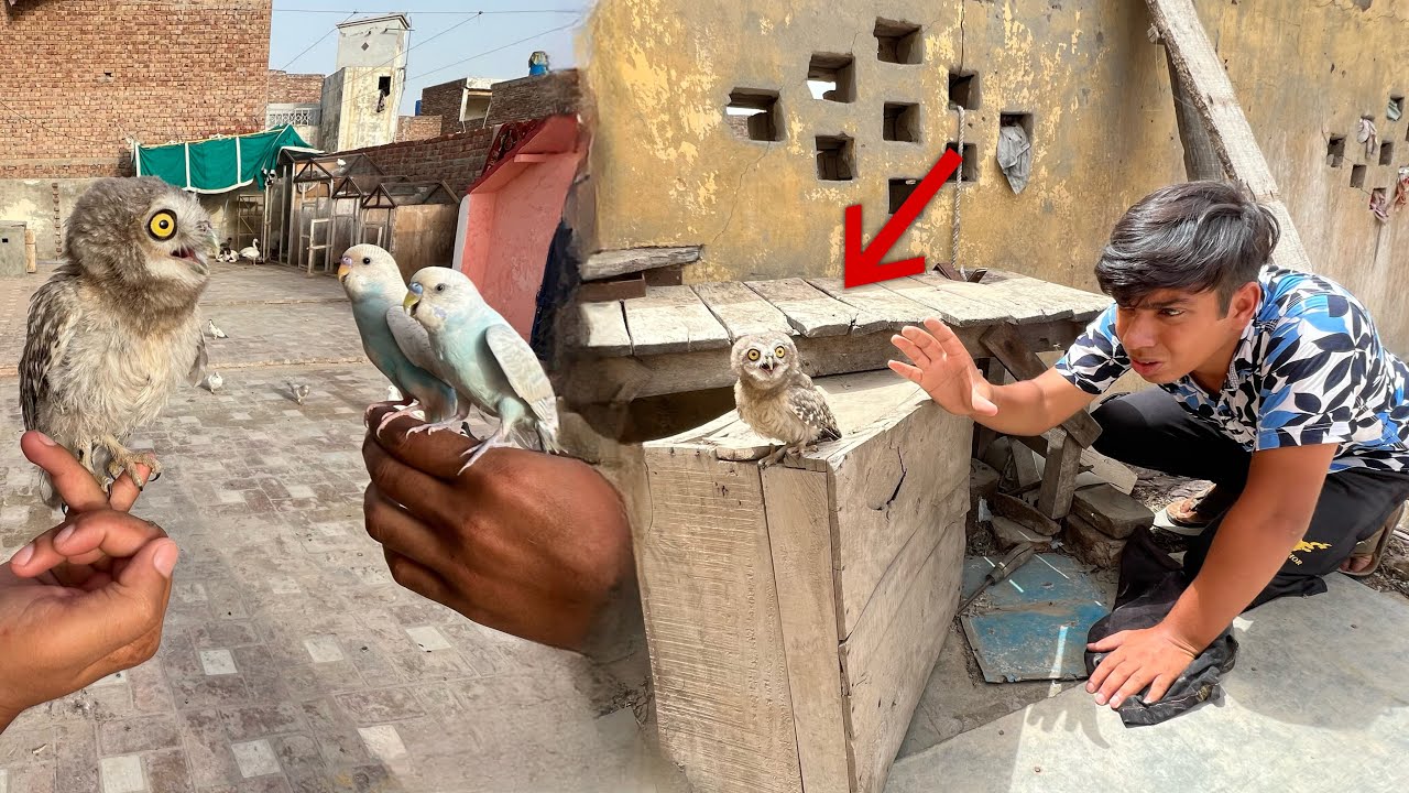 Bht Pyara Owl Pkra 🥳