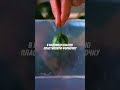 Дизайнерские фрукты 