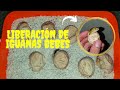Rescaté unos huevos de iguana y los incube | Liberación de iguanitas verdes 🦎🦎