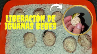 Rescaté unos huevos de iguana y los incube | Liberación de iguanitas verdes 🦎🦎