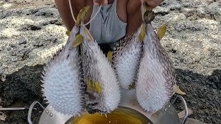 Isdang Napakaraming Tinik Pero Napakasarap Fried Porcupine Fish Or Tagotongan