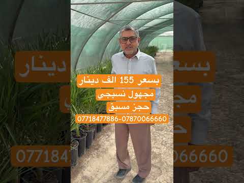 نخيل نسيجي صنف المجهول حجز مسبق بسعر 155 الف دينار من شركة البشير 07718477886 البشير مشروع وطن