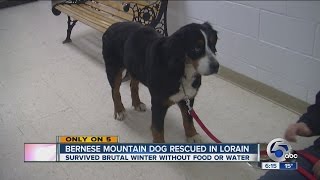 Mystery surrounds stray Bernese Mountain Dog finally caught in Lorain and taken to APL