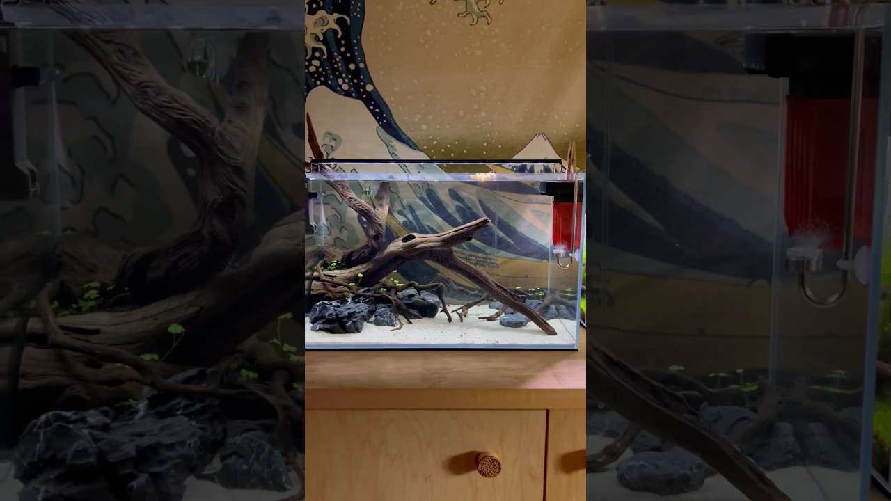 Let’s cycle this new tank #Aquascape #Aquarium #YouTubeShorts ￼