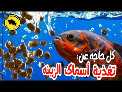 فيديو: القواقع Aquarium: الجيد ، السيء ، والقبيح