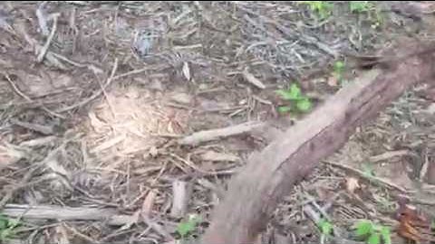 9-Month Residual Effects of Forestry Mulching