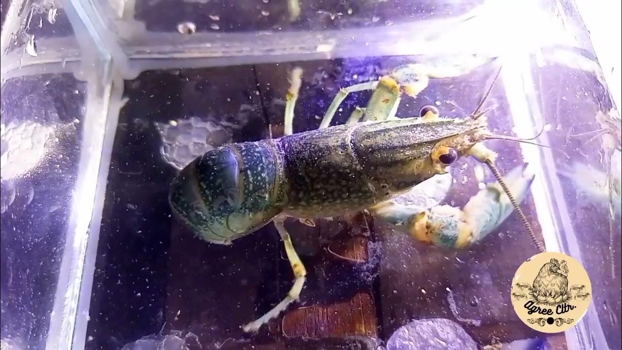 Pag aalaga ng itlog ng Crayfish crayfish crayfishaustralian 