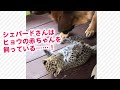 小さなお友達の正体は……