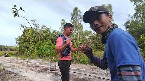 KONIN NYA GAK SABARAN TURUN ...!!!